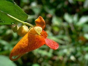 Jewel Weed Seed Pods Explode