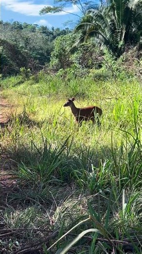 This one was huge 💥🎯 #hunting #wildlife #nature #animals #amazon