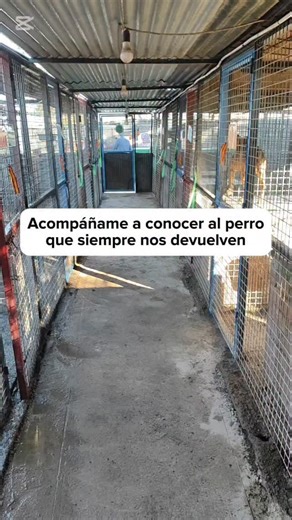 La Sonrisa Animal on Instagram: "DARYL Daryl es el perro que más tiempo lleva en la protectora, desde que tenía 3 meses 💔 Hemos perdido la cuenta de las veces que ha sido adoptado (4 creo?) y siempre nos lo han devuelto en menos de un mes. Daryl es apto con perros y gatos, nunca ha mordido a nadie, realmente no creemos que sea un perro tan difícil... Pero sí tiene sus cosillas 🫣 Contamos con asesoría de educadores caninos y siempre estamos al teléfono para cualquier duda, pero por un motivo u 