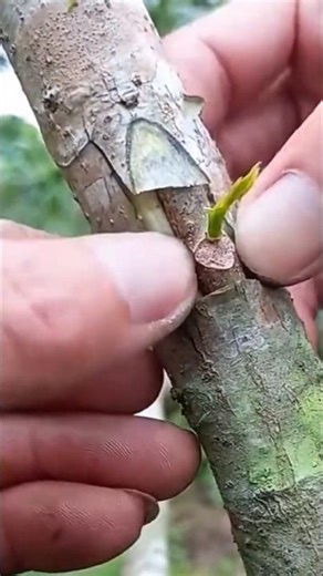 Amazing Apricot Tree Grafting Tips |