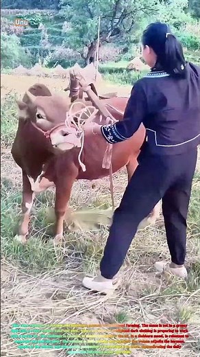 Satisfying Farm Life: Watch a Woman Handle a Moody Ox That Refuses to Pull! 🐂🌾↓