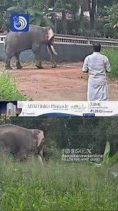 കുറവിലങ്ങാട് വെമ്പള്ളിയിൽ ആന ഇടഞ്ഞപ്പോൾ #kuravilangad #elephantattack #wildelephants #keralanews