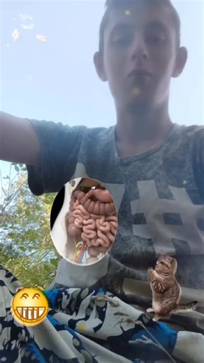 Exploring the Digestive System with Cute Cat Animation