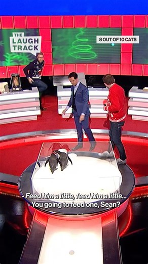 Freddie Flintoff trying to feed the Penguins kebab, Jon being scared senseless, Sean not giving a care in the world. It's art! #comedyshow #christmas #8outof10cats | The Laugh Track