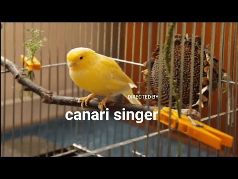 Le plus beau Chant du Canari pour l'écolage