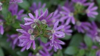 Scaevola, also know as fan flower, is... - Southern Gardening