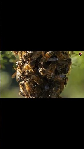 Inside Look The Amazing Swarm Behavior of Bees Unveiled