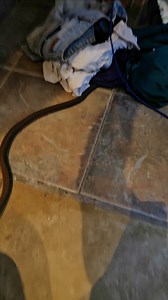 100K views · 427 reactions | 2ND COPPERHEAD FOUND IN THE HOME So after being called out and removing 1 female copperhead, I got called to come back as there was a 2nd one in the shower under the clothes i moved there to find the 1st one. Snakes are going inside more than I'm finding them outside for the 1st time ever #snake #snakes #snakecatcher #australia #fyp | The Snake Hunter | Facebook