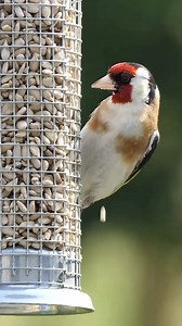 106 reactions | We’ve rounded up the best bird feeders around. Whether you’re looking for a the best budget feeder or one with a camera that hooks up to your phone, we found the best of the best.⁣ ⁣ You can check out our full guide by hitting the link in our bio!⁣ And let us know if you have bird feeders in your yard and what’s your favorite thing to put in them  ⁣ #bird #birdfeedersofinstagram | Beastly Show | Facebook
