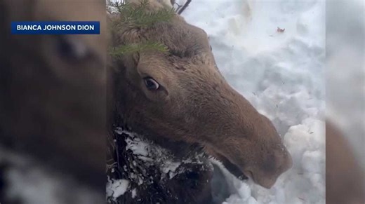 Snowmobilers rescue moose stuck in snow in New Hampshire's North Country