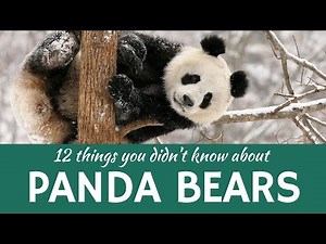 Giant and Red Panda: Presenting 12 Interesting Facts about Rare Animals