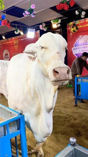 Most Expensive Bull at Dalfa Show Season5! Dangerous Bulls#shorts #dalfacattleshow #cow #bull #viral