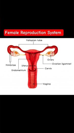 Part name female Reproduction System #educationalvideo #short #reactiverebel
