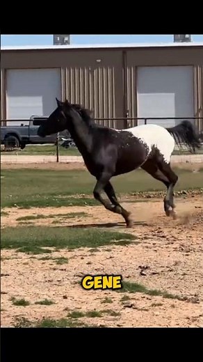 The Rarest Appaloosa Coat Pattern Explained #horse #shorts