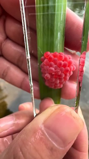 🐌🐌🐌🐌🐌#snail #egg #asmr #relaxing #trending #xuhuong #satisfying #TikTokAwardsVN2023