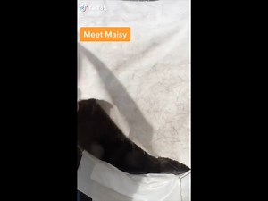 A little showcase of Maisy. Simon’s oldest cat. Happy Caturday!!! | Simon's Cat