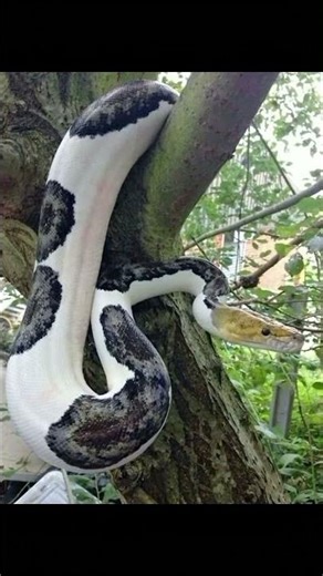 Piebald Ball Python #shorts#shortsfeed#wildlife #youtubeshorts #snake #forest