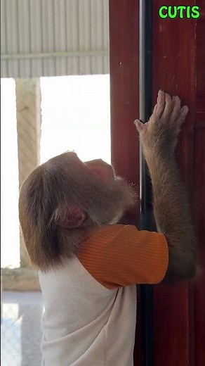 Oh No! Baby Monkey Can't Climb Down Needs CUTIS to the Rescue! #cutis #monkey #animals #funny