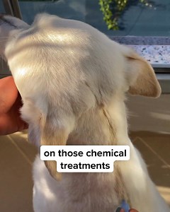 25K views · 9.4K reactions | Protect your four-legged friend!  In...