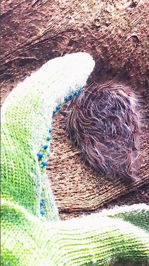 A Venomous Caterpillar Colony Moving in Formation | Nature’s Dangerous Journey 🐛 # #viral #nature