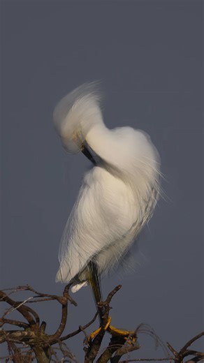 A Snowy Egret gently preens her long white feathers as a soft breeze moves through the wetlands on a quiet Florida morning. This time of year marks the start of breeding season, when egrets grow their elegant, delicate plumes, nature’s way of helping them attract a mate. Slow motion video, Nikon Z 9, 600mm f/4 TC lens. #snowyegret #floridawildlife #naturelovers #nikonambassador #NikonZ9 | Deborah Sandidge Photography
