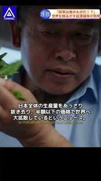 【衝撃】中国「抹茶の起源は我が国だｗ」安価な大量生産で世界拡散を狙うも、海外ファンと最新AIが放った“冷徹なファクト”に214万回表示の神論破！ｗ #海外の反応