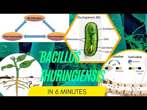 bacillus microbiology lecture ||.Bacillus thuringiensis ||Easy Microbiology