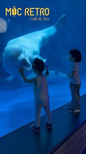 1K views · 11 reactions | #pet #pets #fyp #foryou | Mộc Retro Cafe & Tea | Facebook