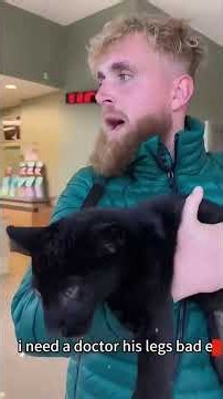 Tow Black Panthers Came To Ask Me For Help Then This Happened #wolf #rescue #shorts