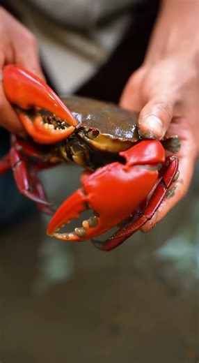 Catch & Cook: Giant Mangrove Crab in the Wild 🦀🔥