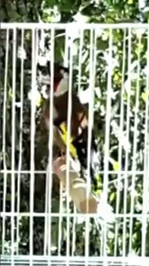 The Ultimate 4 Hours of European Goldfinch Song 🎶 Pure Wild Bird Sounds in HD