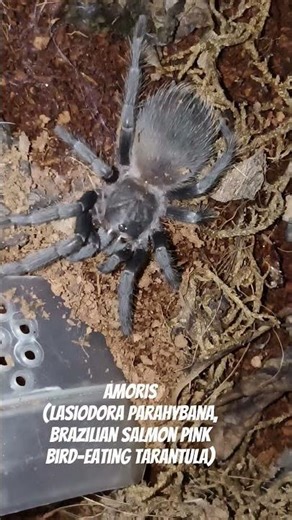 I call him, 'Amoris'... my Brazilian Salmon Pink Bird-eating Tarantula (Lasiodora Parahybana)