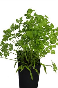 Chervil