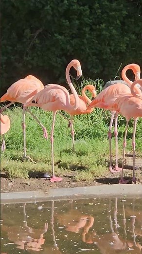 A Stunning Flamboyance of Flamingos! 🦩✨