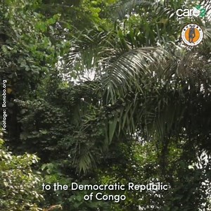 3.4K views · 116 reactions | Thank you so much to Ashley Judd for helping BCI and Care2 raise awareness for bonobos and our fight to save them! Sign our petition and have your voice heard here: www.care2.com/bonobos | Bonobo Conservation Initiative | Facebook