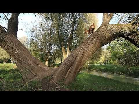 Ciara the basenji climbing to a tree