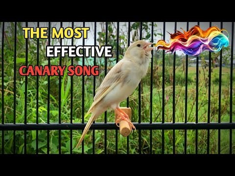 This Belgian Canary Attracted Many Canaries to Sing‼️ Most Magical Training