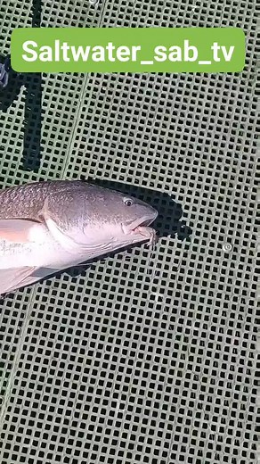 saltwater_sab_tv fishing in pointe-aux-chenes Louisiana for the big redish #islandboys | Lance Billiot