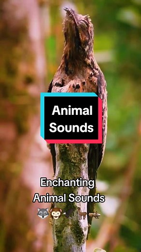 Exploring the Enchanting Animal Sounds of Nature