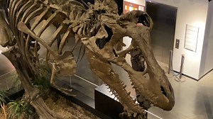 From a T-Rex to the dig pitch, science can be fun in so many ways. The Houston Museum of Natural Science in Sugar Land a place for the entire family to learn and have fun. | Localish | Facebook