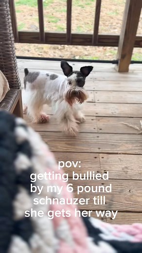 she is mean to me! #schnauzerlover #puppies #dogmoms #dogs | Farmhouse Schnauzers