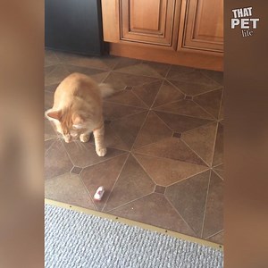 A cat without attitude is not actually a cat. | Animal Tales