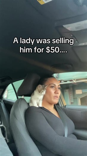 Cherishing the Priceless Value of My Cat