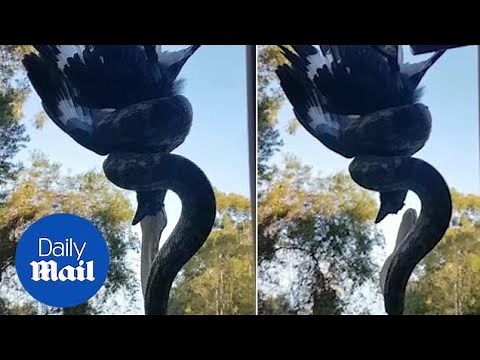 Tourist finds ENORMOUS python eating bird while hanging off roof