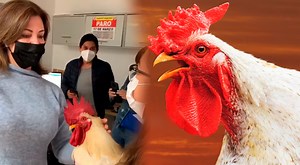 Gallo Claudio paseó por Latina y contó su caso: “¡Quién pudiera tener la dicha que tiene!” [VIDEO]