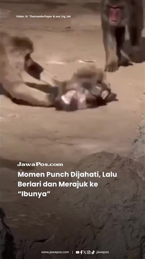 Punch, bayi Japanese macaque di Ichikawa City Zoo, Jepang, kembali menjadi sorotan. Dalam sebuah video yang beredar, Jumat (20/2), tubuh mungilnya terlihat diseret oleh monyet yang lebih besar dan dominan di dalam kawanannya. Dalam keterangan Ichikawa Zoo, peristiwa itu diyakini terjadi Kamis (19/2), saat Punch mencoba mendekati anak monyet lain untuk berinteraksi. Namun, upaya tersebut justru berujung teguran keras dari induk sang anak. Adegan itu memperlihatkan betapa tegas dan kerasnya hierar