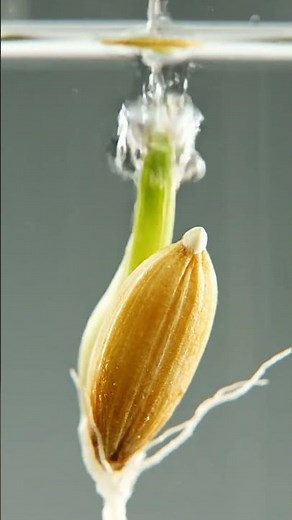 From Grain to Life#RiceSeed #Germination #FromSeedToLife