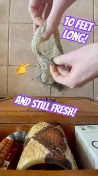 How to unroll giant snake skin! Cleo my boa shed and this is what she left me 😳 #snakes