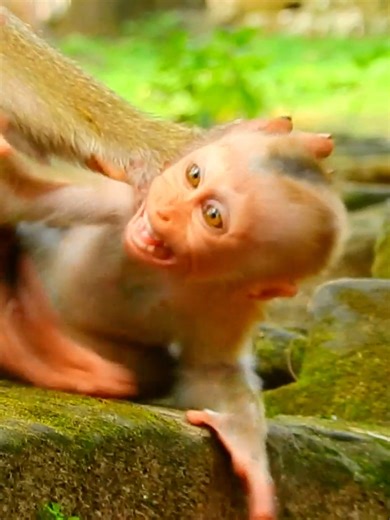 16 reactions | Poor Lynx cry extremely louddest Mom k*ick him out with No reason #animalreels #wildlife #monkeys #monkeylove #cutemonkey #babymonkey #naturelovers #primates #animalmoments #junglelife | Monkey Fan | Facebook