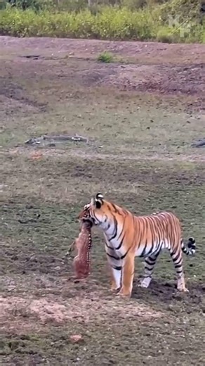 Brutal Tiger Attack on Young Deer